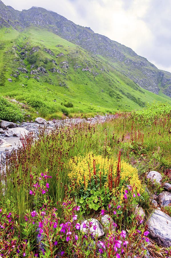 1,999 Valley Flowers India Stock Photos - Free & Royalty-Free Stock Photos from Dreamstime 1,999 Valley Flowers India Stock Photos - Free & Royalty-Free Stock Photos from Dreamstime