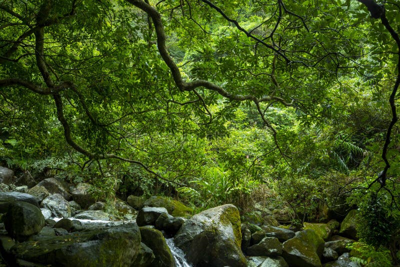 Valley, Flowing, Clean, Cool, Small Stream Stock Image Image of asia