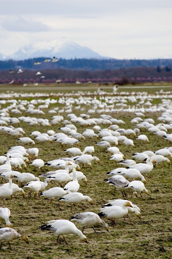 Valley of Snow Geese