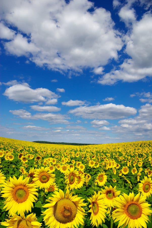 Valley of Sunflowers on a Background of Blue Sky Stock Image Image of