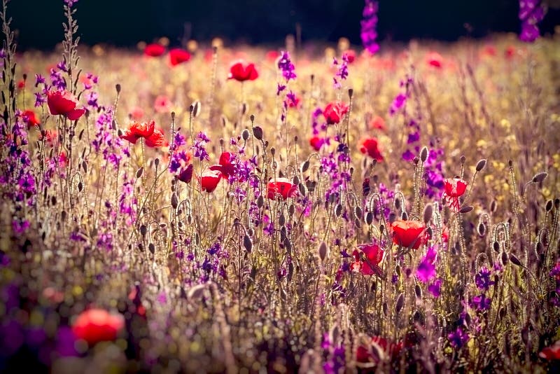 Vallmo och purpurfärgade blommor i ängen, härligt landskap fotografering för bildbyråer Vallmo och purpurfärgade blommor i ängen, härligt landskap fotografering för bildbyråer