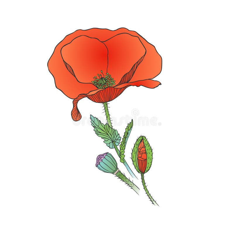 Vallmoblomma på vit bakgrund vektor illustrationer Vallmoblomma på vit bakgrund vektor illustrationer
