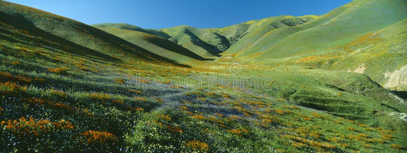 vallmovildblommar arkivbilder vallmovildblommar arkivbilder