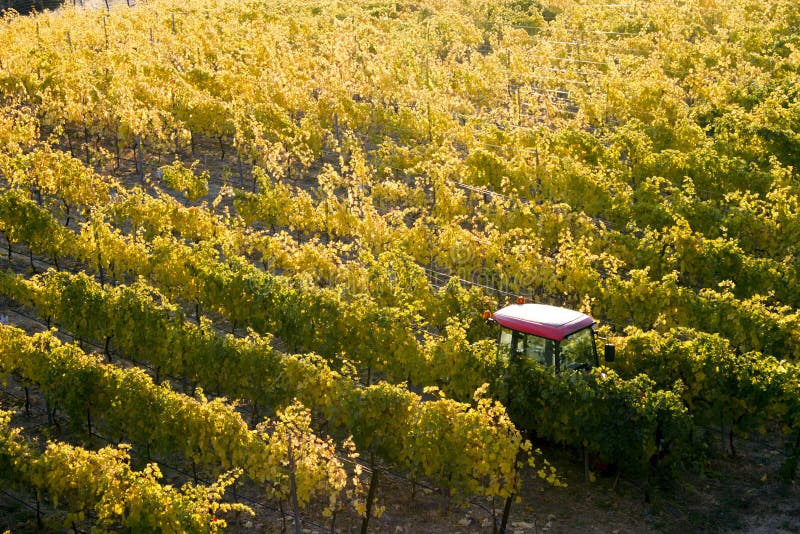 Vallée Autumn Vineyard d'Okanagan photos stock Vallée Autumn Vineyard d'Okanagan photos stock