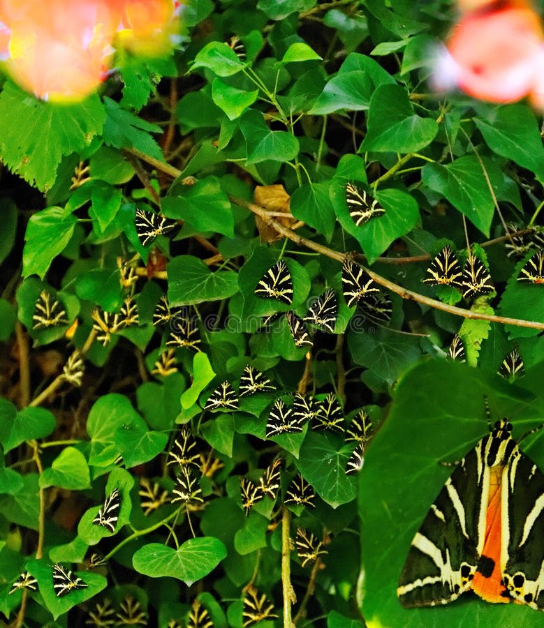 Paros Valley of the Butterflies, Greece, Petaloudes Park. Every summer the valley is covered with Jersey Tiger Moths. Paros Valley of the Butterflies, Greece, Petaloudes Park. Every summer the valley is covered with Jersey Tiger Moths.