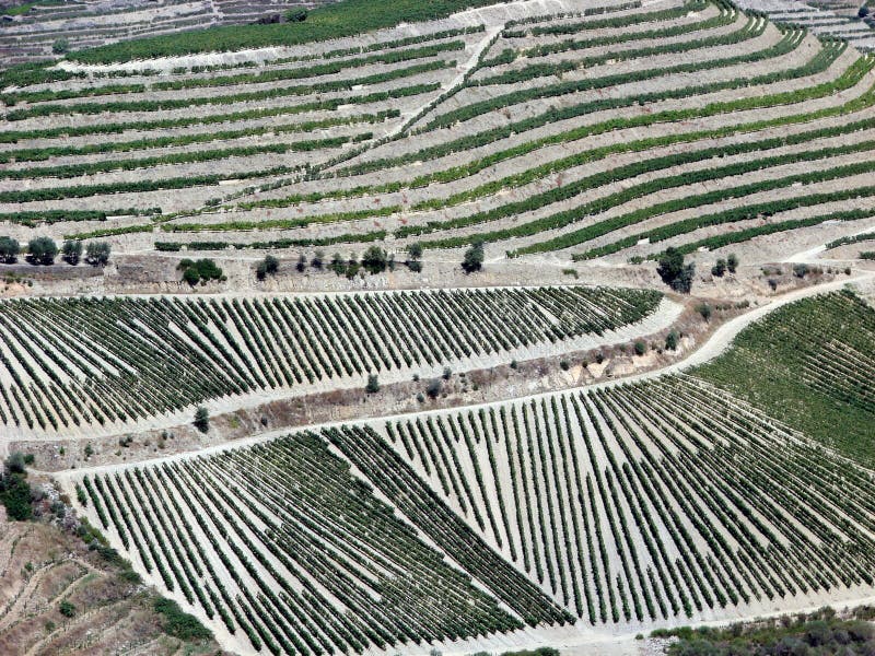 Vallée et vignes de Douro photo libre de droits Vallée et vignes de Douro photo libre de droits