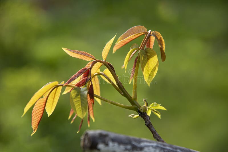 High detailing for light green leaves with sharpen streaks. Floral details, walnuts growing. Gardens, agricultural plants and vegetation. High detailing for light green leaves with sharpen streaks. Floral details, walnuts growing. Gardens, agricultural plants and vegetation.