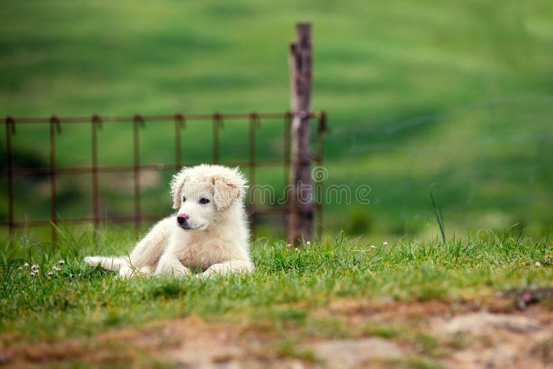 Puppy of Great Pyrenean Mountain Dog outdoors. Livestock guardian dog. Puppy of Great Pyrenean Mountain Dog outdoors. Livestock guardian dog