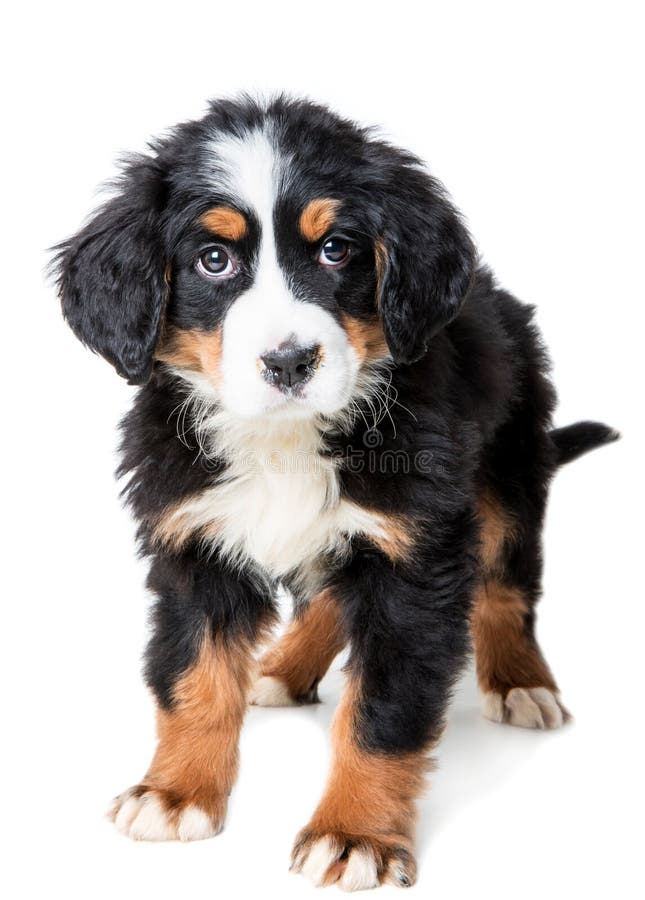 Valp för hund för Bernese berg som isoleras på vit bakgrund royaltyfria foton Valp för hund för Bernese berg som isoleras på vit bakgrund royaltyfria foton