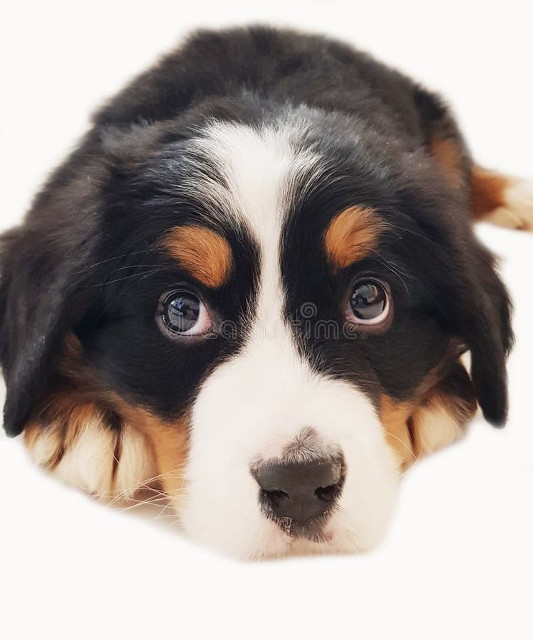 Valp för hund för Bernese berg som isoleras på vit bakgrund royaltyfri fotografi Valp för hund för Bernese berg som isoleras på vit bakgrund royaltyfri fotografi