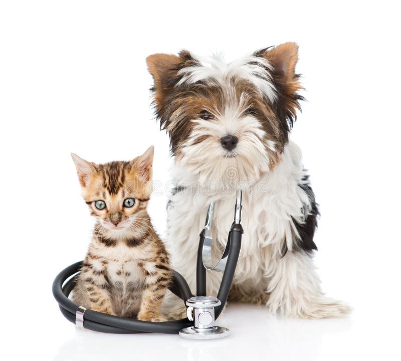 Valp för liten bengal katt och Biewer-Yorkshire terrier med stetoskopet Isolerat på vit arkivbild Valp för liten bengal katt och Biewer-Yorkshire terrier med stetoskopet Isolerat på vit arkivbild