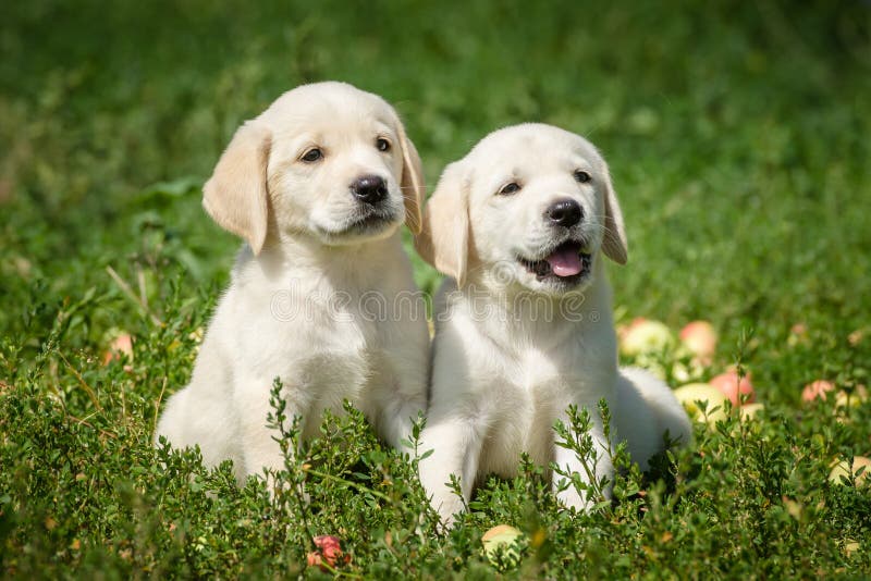 Valpar för Labrador Retriever royaltyfri fotografi Valpar för Labrador Retriever royaltyfri fotografi