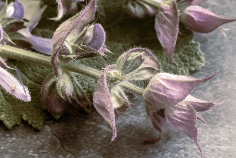 Sage a Medicinal Plant with Antiseptic Action Stock Photo Image of