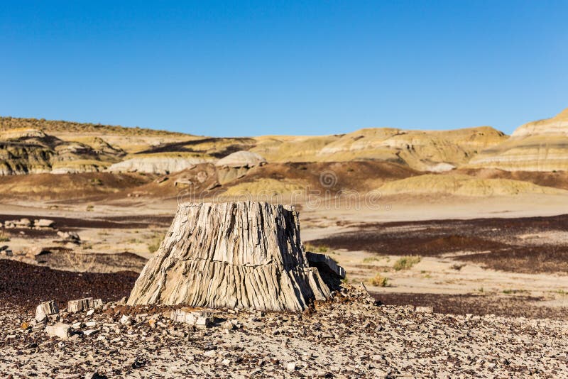 Van angst verstijfd hout, boomstomp in de woestijn, klimaatverandering, het globale verwarmen royalty-vrije stock afbeeldingen Van angst verstijfd hout, boomstomp in de woestijn, klimaatverandering, het globale verwarmen royalty-vrije stock afbeeldingen