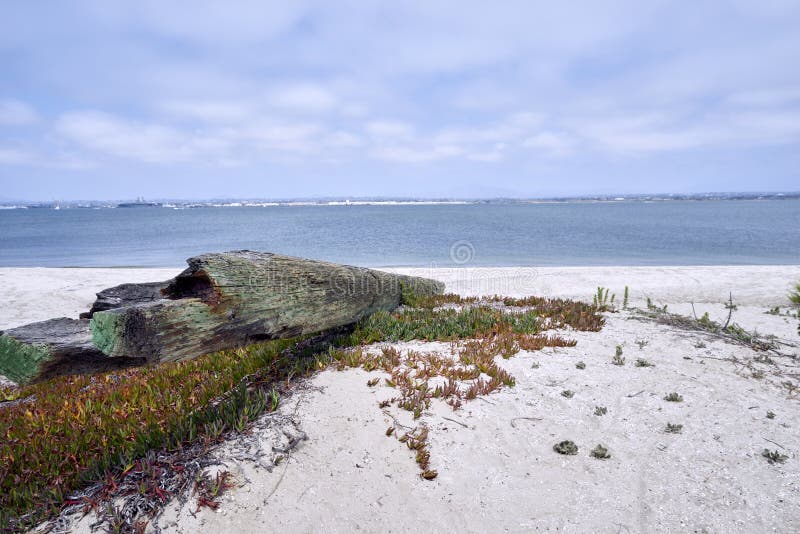 Van angst verstijfd hout op Silverstrand-strand, San Diego County royalty-vrije stock afbeeldingen Van angst verstijfd hout op Silverstrand-strand, San Diego County royalty-vrije stock afbeeldingen