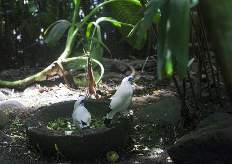 Van Bali myna of van Rothschilds mynah witte vogels stock foto Van Bali myna of van Rothschilds mynah witte vogels stock foto