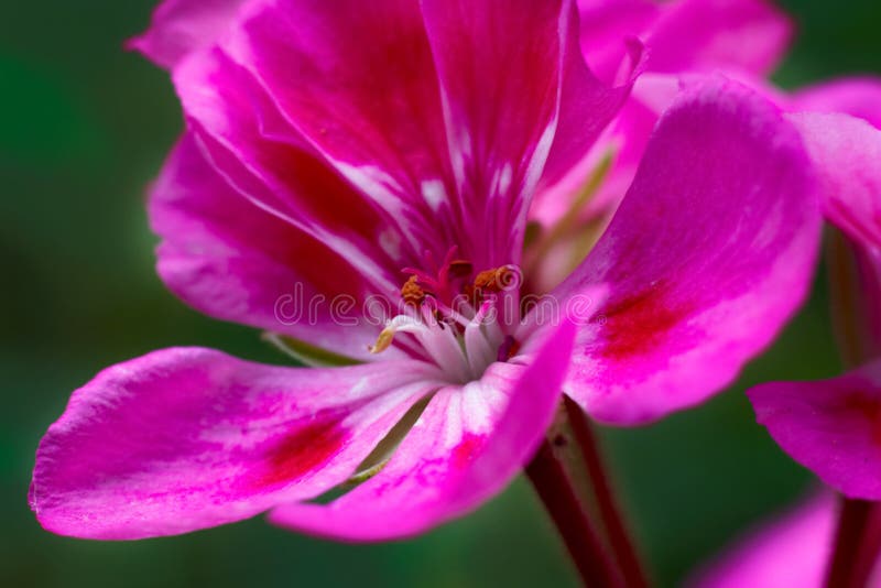 Van de de bloemsteel van de bloembloeiwijze de Geraniumkraan het bloeien close-upmacro royalty-vrije stock afbeelding Van de de bloemsteel van de bloembloeiwijze de Geraniumkraan het bloeien close-upmacro royalty-vrije stock afbeelding