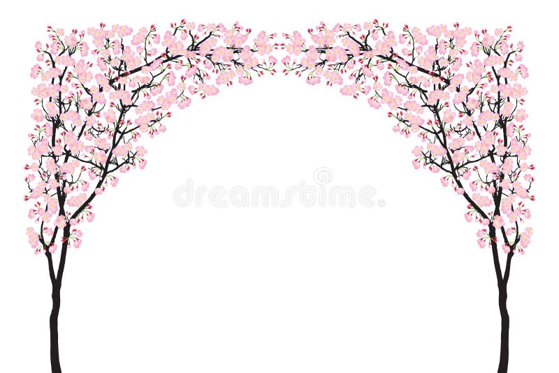 Van de de boomboog van volledige bloei roze sakura van de de Kersenbloesem de kromme zwart die hout op wit wordt geïsoleerd