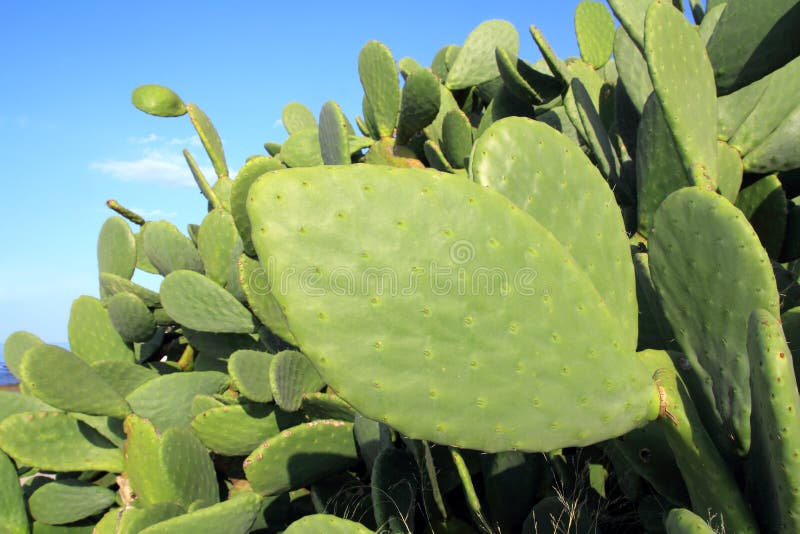 Van de de cactusinstallatie van Chumbera de nopal blauwe hemel stock foto's Van de de cactusinstallatie van Chumbera de nopal blauwe hemel stock foto's