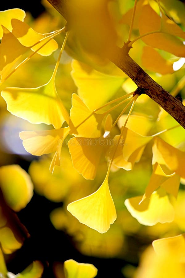 Van de ginkgoboom van de Defocuseddaling de gouden gele bladeren op de wind royalty-vrije stock foto Van de ginkgoboom van de Defocuseddaling de gouden gele bladeren op de wind royalty-vrije stock foto