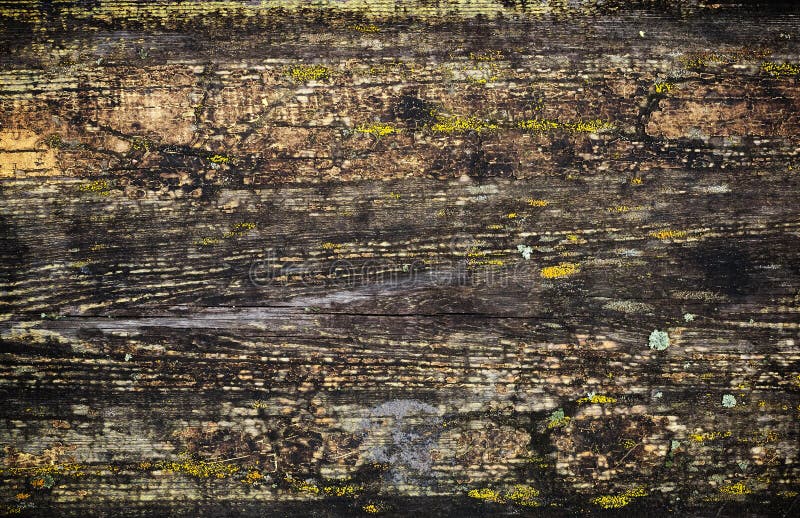 Grunge wet wooden surface background texture with cracked paint and lichen. Grunge wet wooden surface background texture with cracked paint and lichen