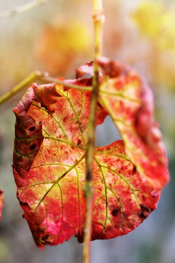 Van de de herfst rode daling van het dalingsverlof van het gebladertebomen backgro van Frankrijk stock foto Van de de herfst rode daling van het dalingsverlof van het gebladertebomen backgro van Frankrijk stock foto