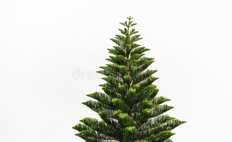 Van de het Eilandpijnboom van Norfolk de lange rechte groene boom stock afbeelding Van de het Eilandpijnboom van Norfolk de lange rechte groene boom stock afbeelding