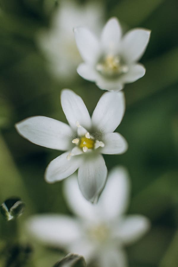 Van de het madeliefjetextuur van bloem wit bloemblaadjes het stuifmeelonduidelijk beeld royalty-vrije stock afbeelding Van de het madeliefjetextuur van bloem wit bloemblaadjes het stuifmeelonduidelijk beeld royalty-vrije stock afbeelding
