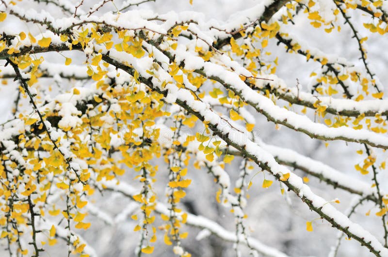 Autumn color ginkgo tree branches with first winter snow. Autumn color ginkgo tree branches with first winter snow