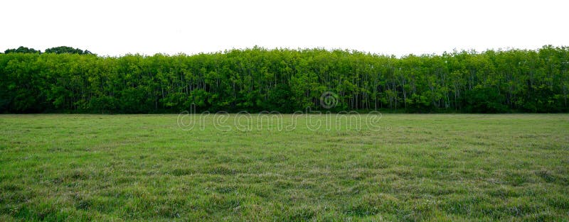 Van de panoramaboom Witte Banner als achtergrond stock foto Van de panoramaboom Witte Banner als achtergrond stock foto