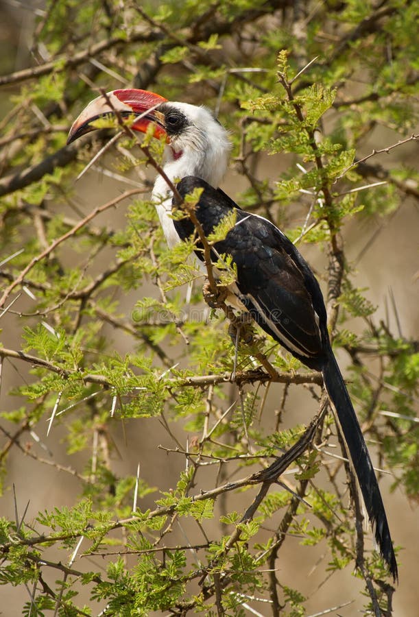 An adult male shows his impressive beak with the characteristic red and yellow colors and the white and black plumage. An adult male shows his impressive beak with the characteristic red and yellow colors and the white and black plumage.