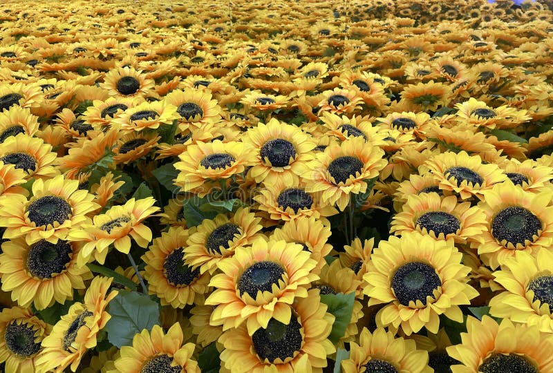 429 Van Gogh Sunflower Stock Photos Free & RoyaltyFree Stock Photos