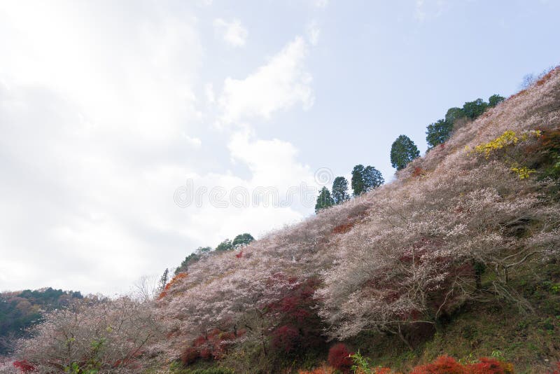 Van het de herfstlandschap Rood verlof als achtergrond in Obara Nagoya Japan royalty-vrije stock afbeeldingen Van het de herfstlandschap Rood verlof als achtergrond in Obara Nagoya Japan royalty-vrije stock afbeeldingen