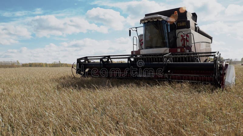 Van het de landbouwgraangewas van de maaidorseroogst het gebied van het de cultuurlandbouwbedrijf stock footage Van het de landbouwgraangewas van de maaidorseroogst het gebied van het de cultuurlandbouwbedrijf stock footage