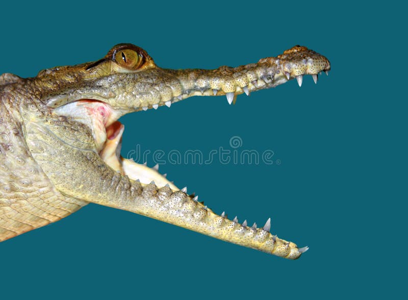 Crocodile face portrait macro detail isolated on blue background. Crocodile face portrait macro detail isolated on blue background