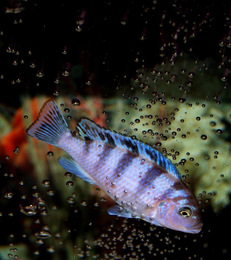 This is a baby African Kenyi Cichlid itching himself on some bubbles. Beautiful coloration on this little girl! Aint She Georgeous?. This is a baby African Kenyi Cichlid itching himself on some bubbles. Beautiful coloration on this little girl! Aint She Georgeous?