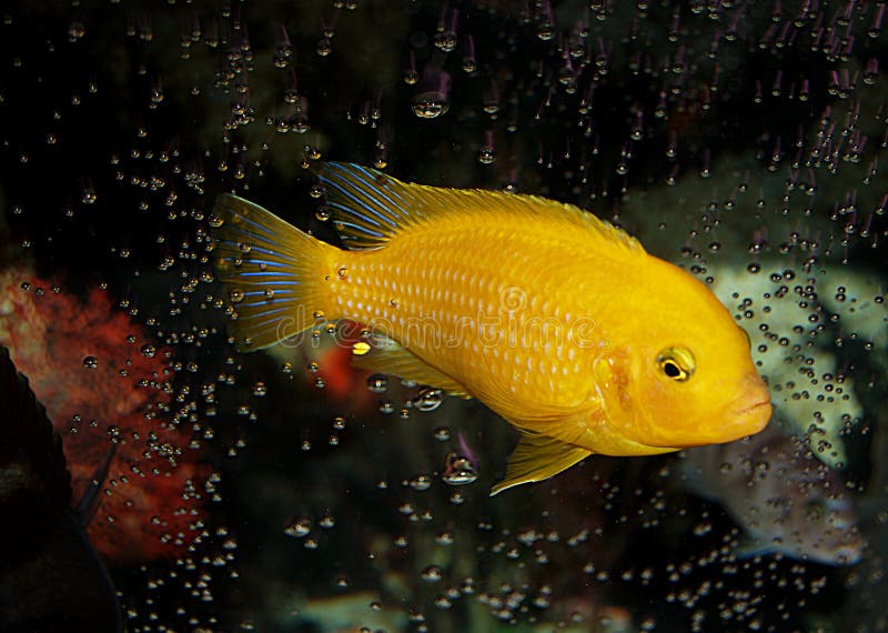 Nice bubble pattern around this male Kenyi African Cichlid. Notice that this is the most dominant cichlid in the tank. He lost all of his blue coloration and even his stripes! If you look really closely you will see a female cichlid below him looking up. Most male cichlids that you see retain their stripes but only change to the yellowish color. This is highly unusual and rare for him to drop his stripes. Nice bubble pattern around this male Kenyi African Cichlid. Notice that this is the most dominant cichlid in the tank. He lost all of his blue coloration and even his stripes! If you look really closely you will see a female cichlid below him looking up. Most male cichlids that you see retain their stripes but only change to the yellowish color. This is highly unusual and rare for him to drop his stripes.