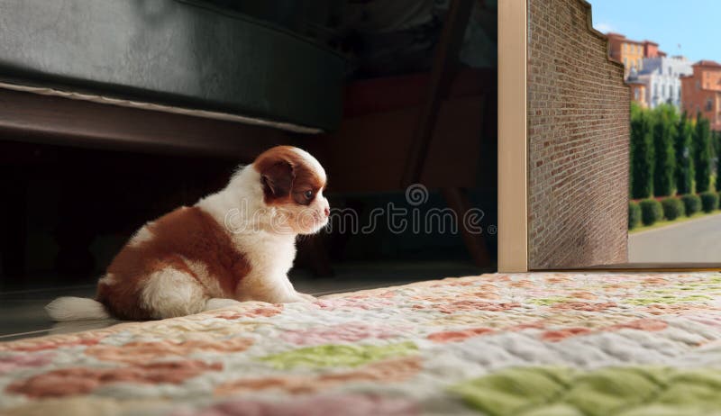 Van het tzupuppy van de Adrablebaby shih de hondzitting voor huisdeur royalty-vrije stock foto's Van het tzupuppy van de Adrablebaby shih de hondzitting voor huisdeur royalty-vrije stock foto's