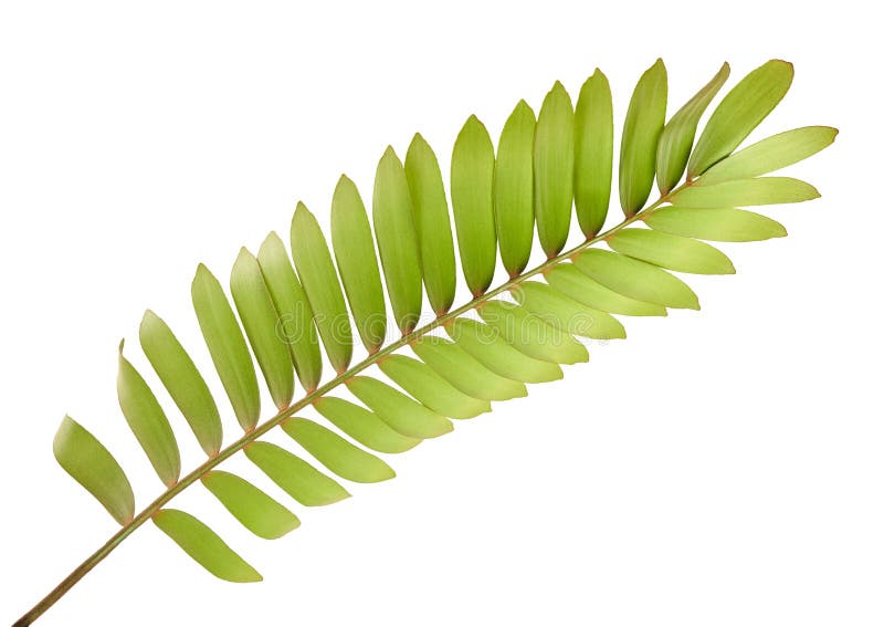 Van kartonpalm of Zamia furfuracea of Mexicaans cycadblad, Tropisch die gebladerte op witte achtergrond, met het knippen van weg stock fotografie Van kartonpalm of Zamia furfuracea of Mexicaans cycadblad, Tropisch die gebladerte op witte achtergrond, met het knippen van weg stock fotografie