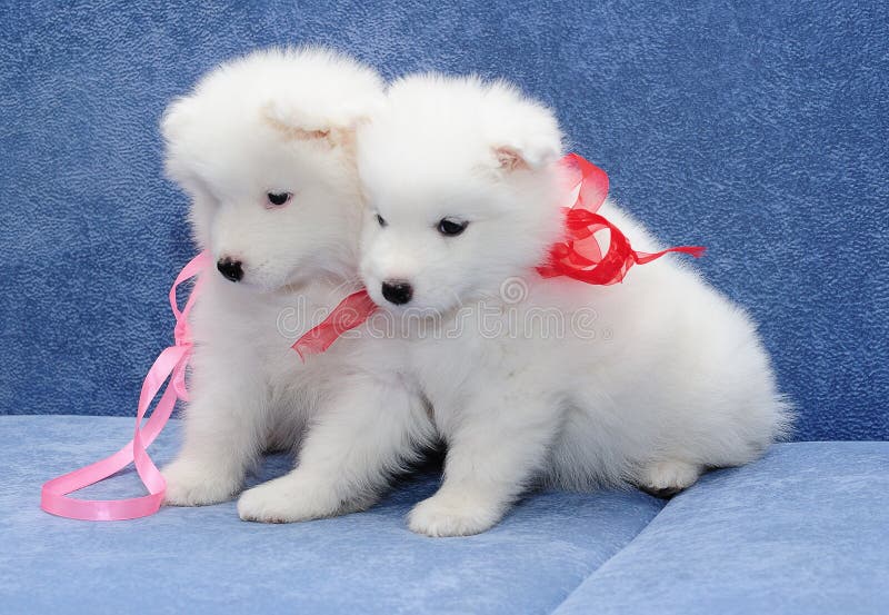 Van Samoyed (of van Bjelkier) de puppy stock foto Van Samoyed (of van Bjelkier) de puppy stock foto