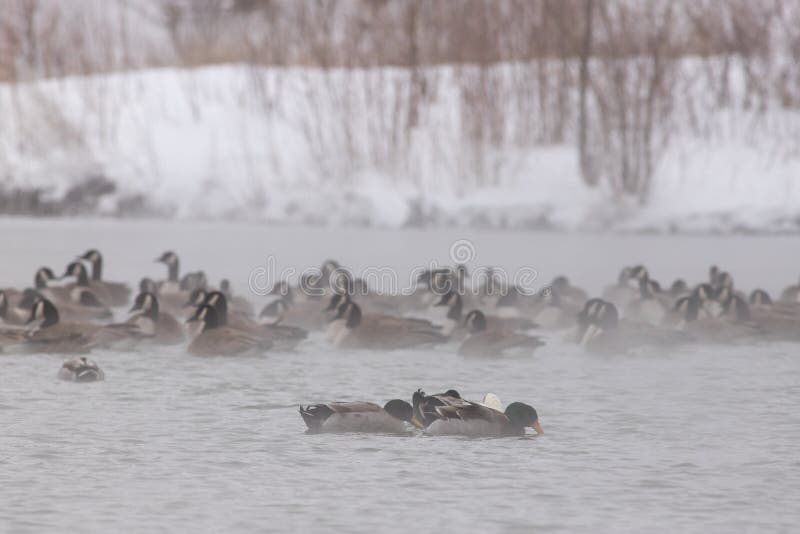 Van wilde eendeenden en Canada Ganzen op een Meer - Nebraska stock foto's Van wilde eendeenden en Canada Ganzen op een Meer - Nebraska stock foto's