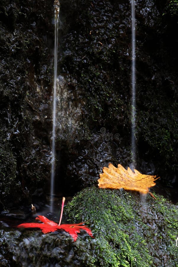 Vanchin river. Autumn. Red-yellow leaf 2.