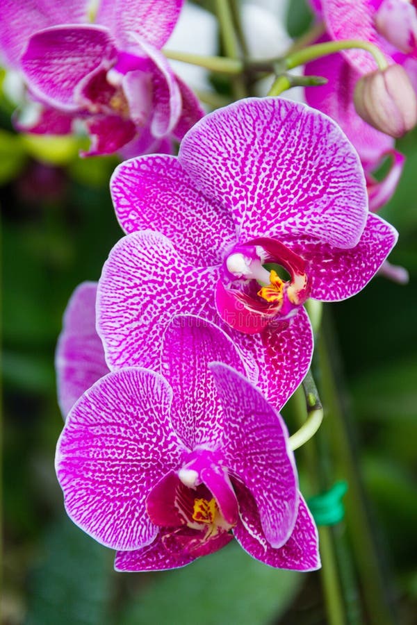 Purple Vanda Orchid Flower Blooming in the Garden. Stock Image - Image ...