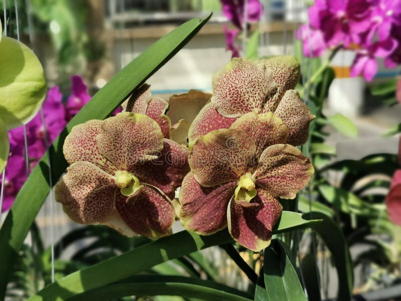 Vanda, Un Género De La Familia De Las Orquídeas Foto de archivo - Imagen de  verano, problemas: 164537338