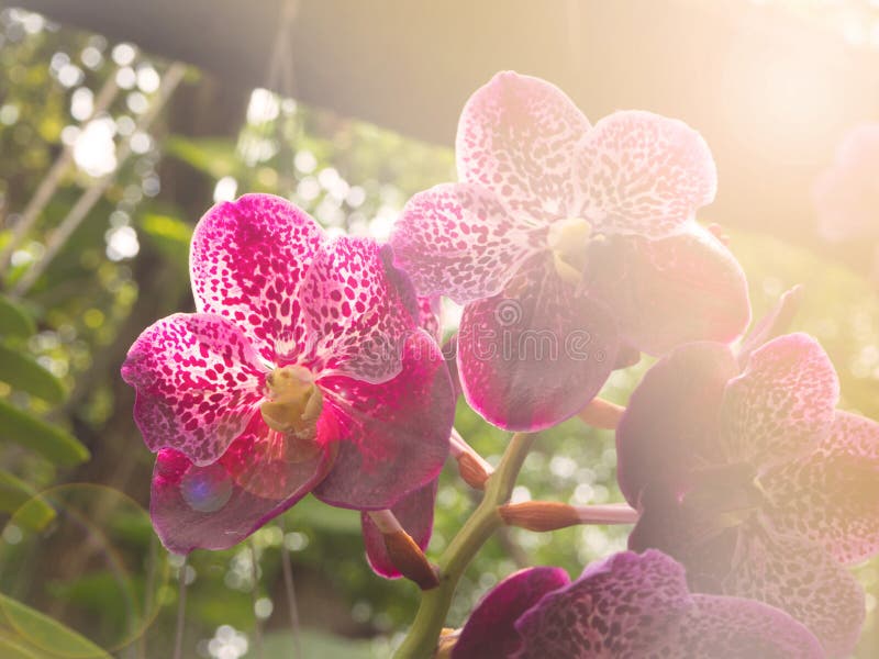 Orchidée violette de Vanda image stock. Image du tête - 42910795