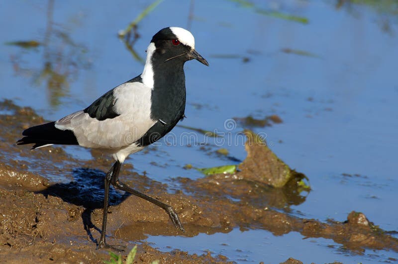 vanellus för armatushovslagareplover royaltyfri foto vanellus för armatushovslagareplover royaltyfri foto