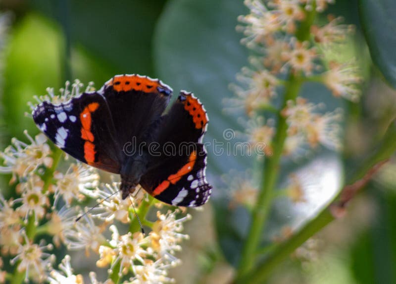 Vanessa atalanta farfalla l'atalanta conosciuta anche come vulcano è una lepidottera appartenente alla famiglia ninfalid diffusa. Vanessa atalanta butterfly l'atalanta nota anche come vulcano è una lepidottera appartenente alla famiglia ninfalid diffusa nelle zone temperate dell'europa asia e dell'america settentrionale. questa grande farfalla è riconosciuta dal vibrante motivo marrone scuro bianco e arancione con due piccoli punti di riferimento delle ali che raggiungono l'apertura media di 45aeuro ldquo 50 mm.