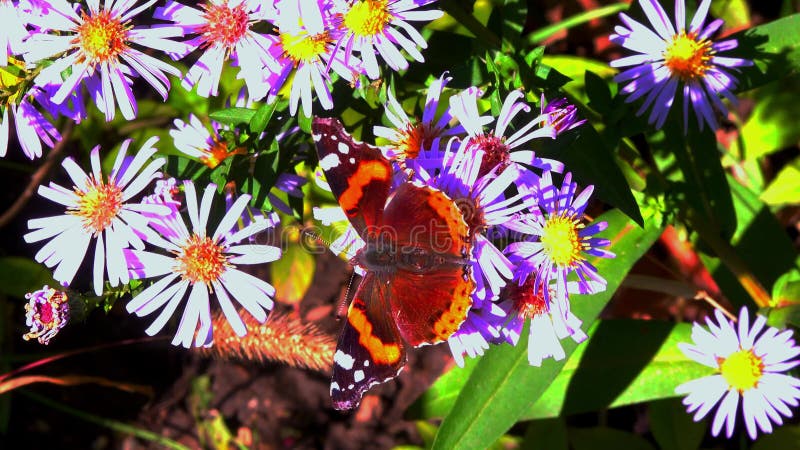 Vanessa atalanta le papillon rouge amiral brillant avec des rayures rouges et des taches blanches sur les ailes collecte le nectar clips vidéos