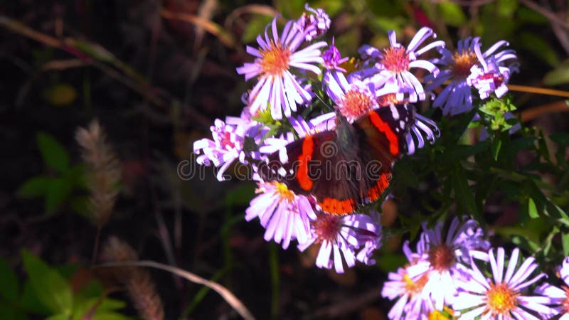 Vanessa atalanta le papillon rouge amiral brillant avec des rayures rouges et des taches blanches sur les ailes collecte le nectar banque de vidéos
