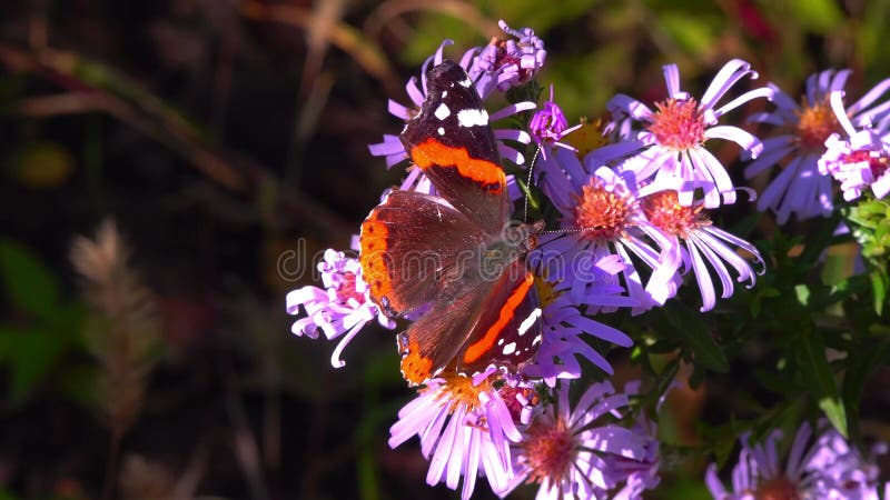 Vanessa atalanta le papillon rouge amiral brillant avec des rayures rouges et des taches blanches sur les ailes collecte le nectar banque de vidéos